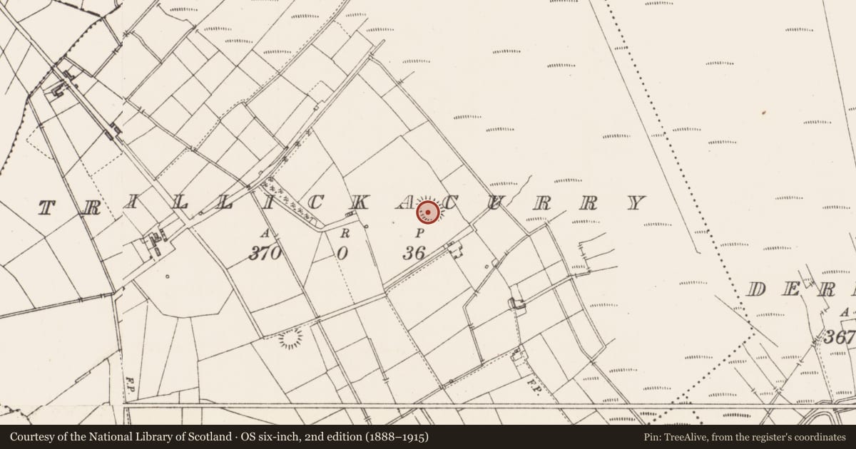 Ordnance Survey six-inch map, 2nd edition (1888–1915) covering the location of Ringfort - rath, Trillickacurry, County Longford, with a pin at the register's coordinates