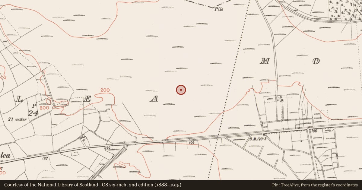 Ordnance Survey six-inch map, 2nd edition (1888–1915) covering the location of Road - class 3 togher, Corlea, County Longford, with a pin at the register's coordinates