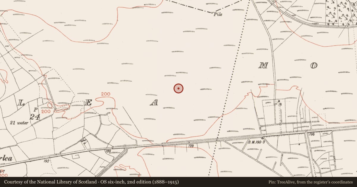 Ordnance Survey six-inch map, 2nd edition (1888–1915) covering the location of Road - class 3 togher, Corlea, County Longford, with a pin at the register's coordinates