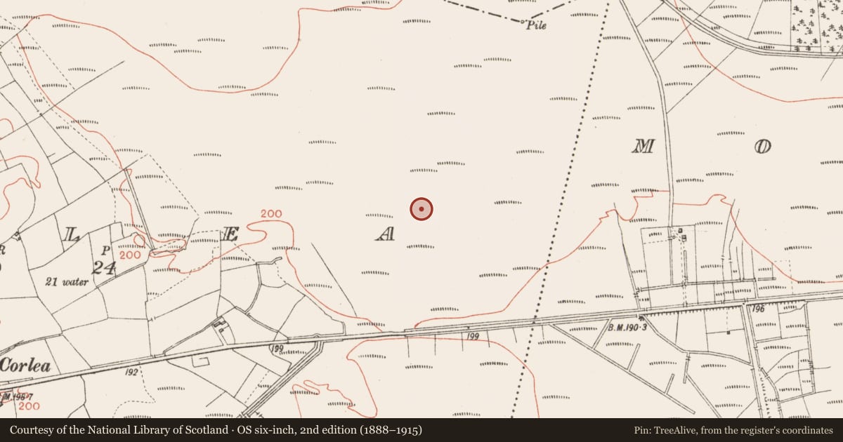 Ordnance Survey six-inch map, 2nd edition (1888–1915) covering the location of Road - unclassified togher, Corlea, County Longford, with a pin at the register's coordinates