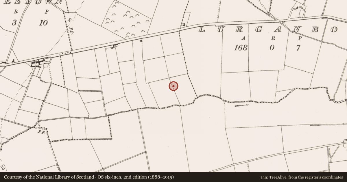 Ordnance Survey six-inch map, 2nd edition (1888–1915) covering the location of Barrow - ring-barrow, Nicholastown, County Louth, with a pin at the register's coordinates
