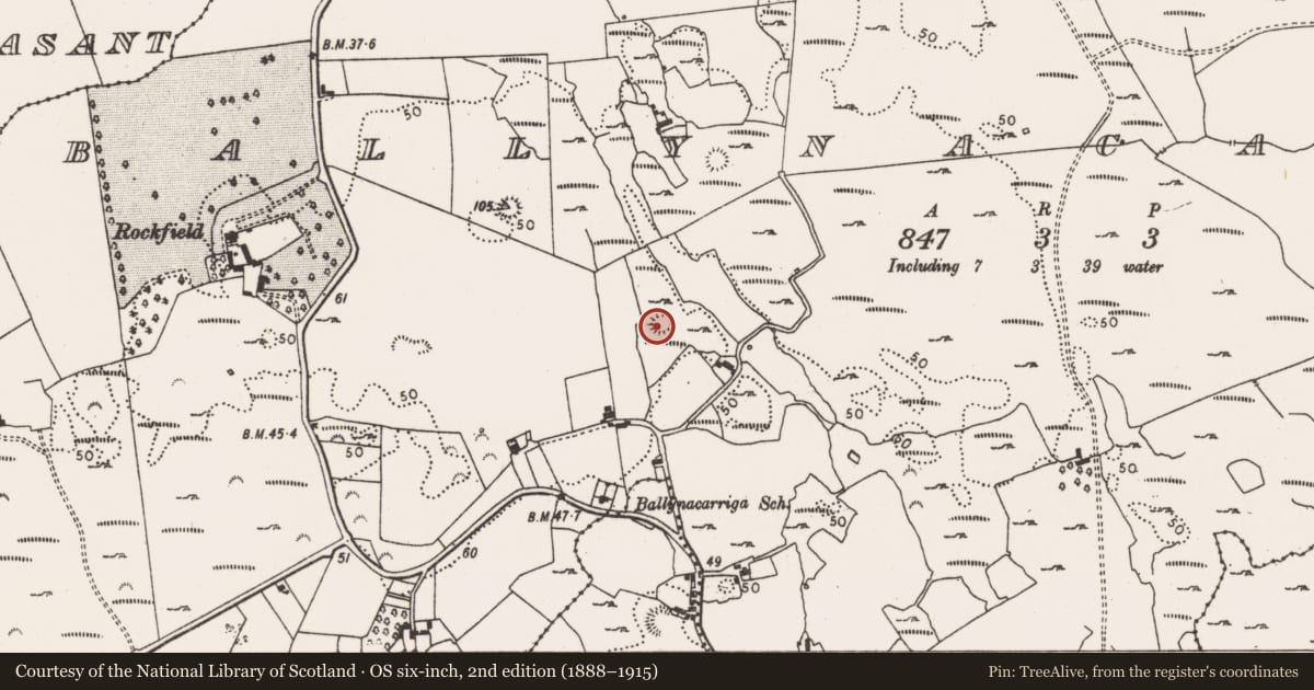 Ordnance Survey six-inch map, 2nd edition (1888–1915) covering the location of Ringfort - cashel, Ballynacarriga, County Limerick, with a pin at the register's coordinates