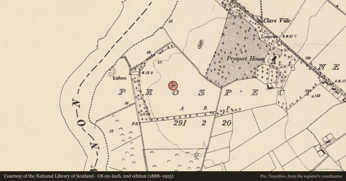Ordnance Survey six-inch map, 2nd edition (1888–1915) covering the location of Designed landscape - tree-ring, Prospect, County Limerick, with a pin at the register's coordinates