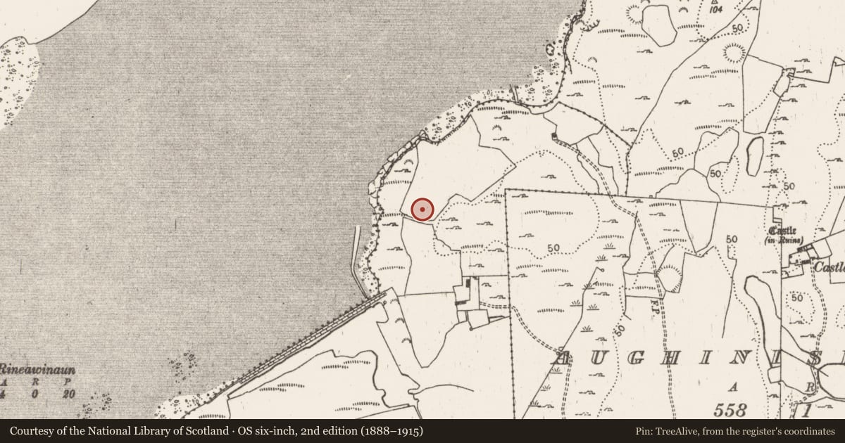 Ordnance Survey six-inch map, 2nd edition (1888–1915) covering the location of Ringfort - rath, Aughinish West, County Limerick, with a pin at the register's coordinates