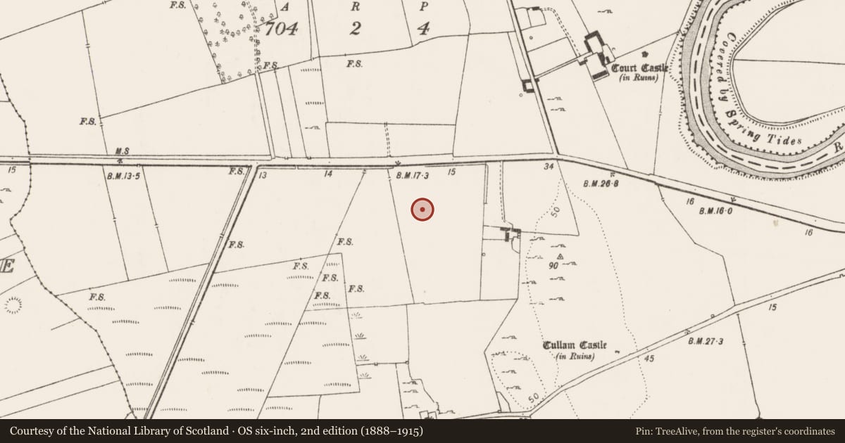 Ordnance Survey six-inch map, 2nd edition (1888–1915) covering the location of Standing stone, Court, County Limerick, with a pin at the register's coordinates