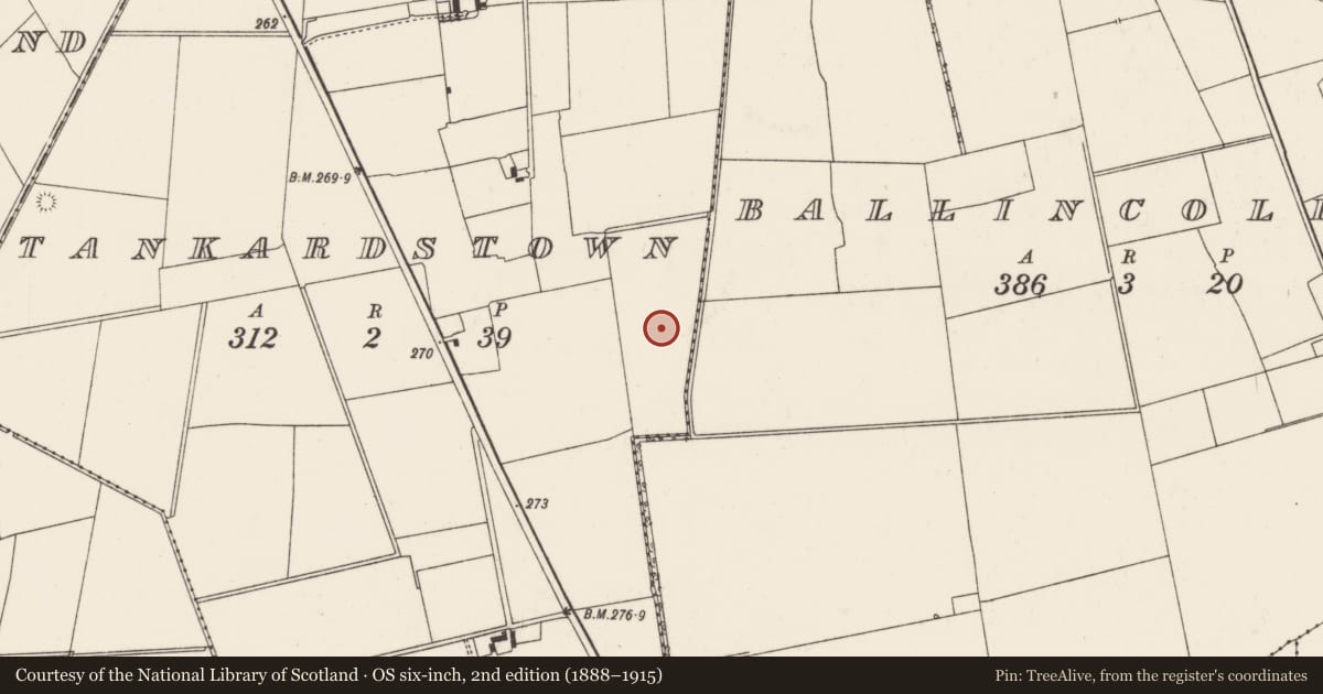 Ordnance Survey six-inch map, 2nd edition (1888–1915) covering the location of Field system, Tankardstown, County Limerick, with a pin at the register's coordinates