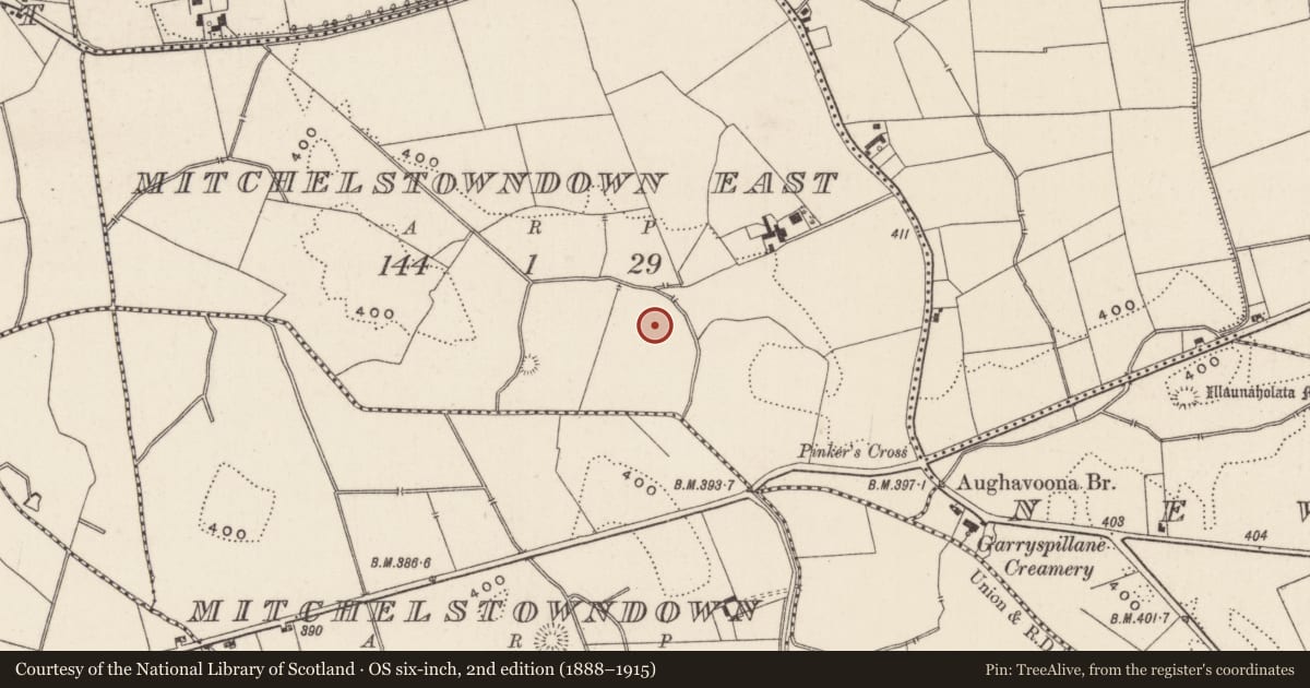 Ordnance Survey six-inch map, 2nd edition (1888–1915) covering the location of Barrow - ditch barrow, Mitchelstowndown East, County Limerick, with a pin at the register's coordinates