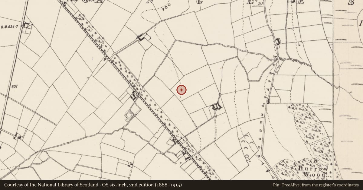 Ordnance Survey six-inch map, 2nd edition (1888–1915) covering the location of Linear earthwork, Anglesborough, County Limerick, with a pin at the register's coordinates