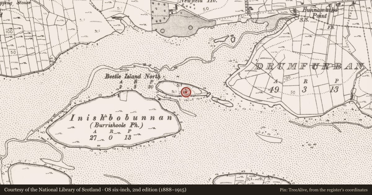 Ordnance Survey six-inch map, 2nd edition (1888–1915) covering the location of Ringfort - rath, Beetle North Island, County Mayo, with a pin at the register's coordinates