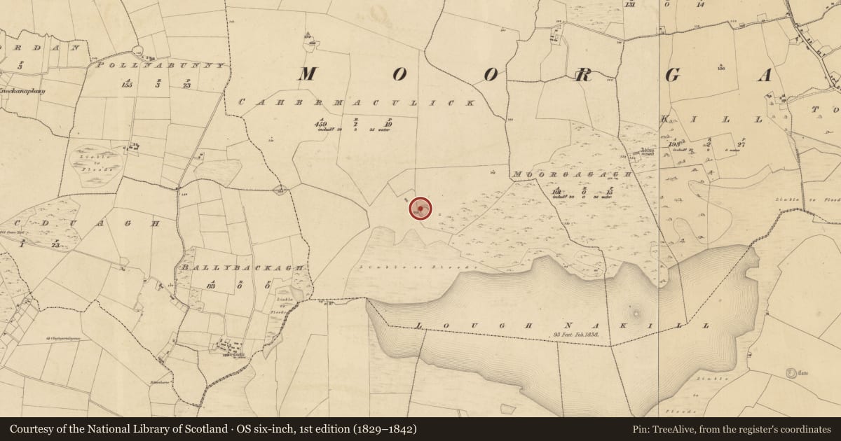 Ordnance Survey six-inch map, 1st edition (1829–1842) covering the location of Ringfort - cashel, Cahermaculick, County Mayo, with a pin at the register's coordinates