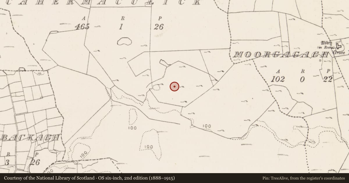 Ordnance Survey six-inch map, 2nd edition (1888–1915) covering the location of Ringfort - cashel, Cahermaculick, County Mayo, with a pin at the register's coordinates