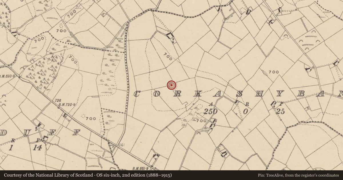 Ordnance Survey six-inch map, 2nd edition (1888–1915) covering the location of Ringfort - rath, Corkashybane, County Monaghan, with a pin at the register's coordinates