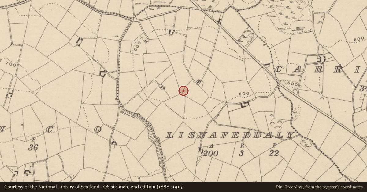 Ordnance Survey six-inch map, 2nd edition (1888–1915) covering the location of Ringfort - rath, Lisnafeddaly, County Monaghan, with a pin at the register's coordinates