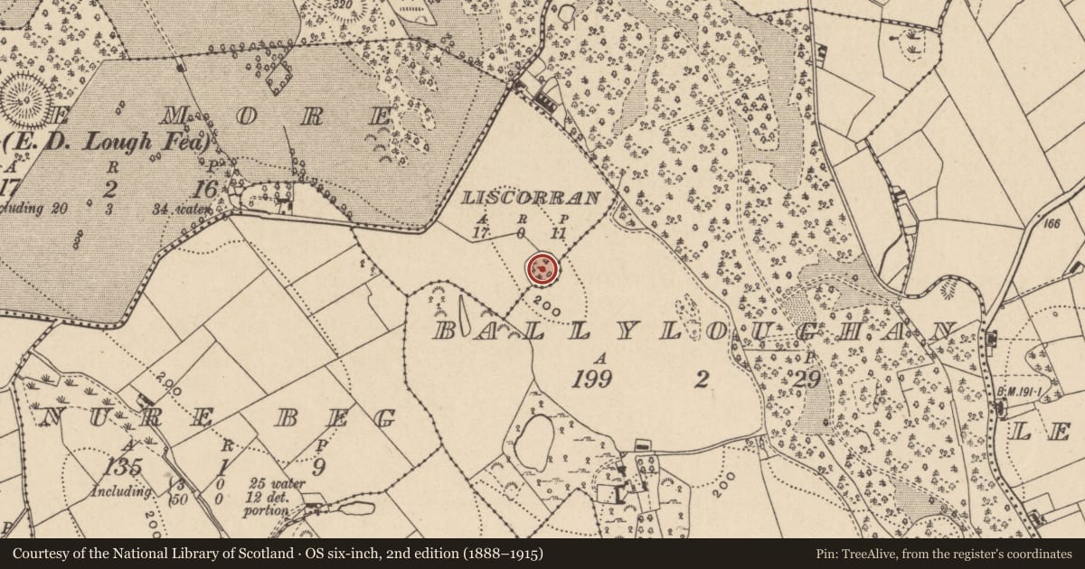 Ordnance Survey six-inch map, 2nd edition (1888–1915) covering the location of Ringfort - rath, Liscorran, Ballyloughan, County Monaghan, with a pin at the register's coordinates