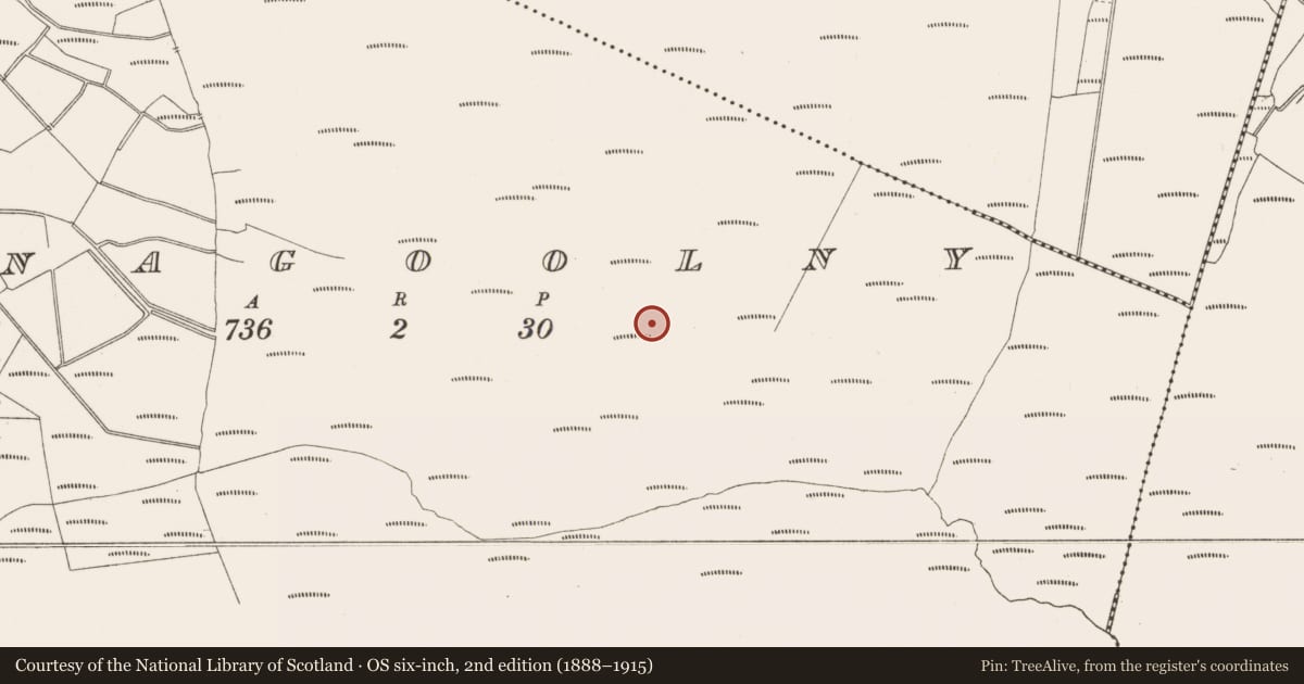 Ordnance Survey six-inch map, 2nd edition (1888–1915) covering the location of Structure - peatland, Kilnagoolny, County Offaly, with a pin at the register's coordinates