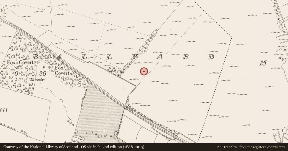 Ordnance Survey six-inch map, 2nd edition (1888–1915) covering the location of Structure - peatland, Bellair Or Ballyard, County Offaly, with a pin at the register's coordinates