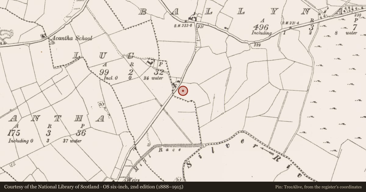 Ordnance Survey six-inch map, 2nd edition (1888–1915) covering the location of Burial ground, Ballynamona, County Offaly, with a pin at the register's coordinates