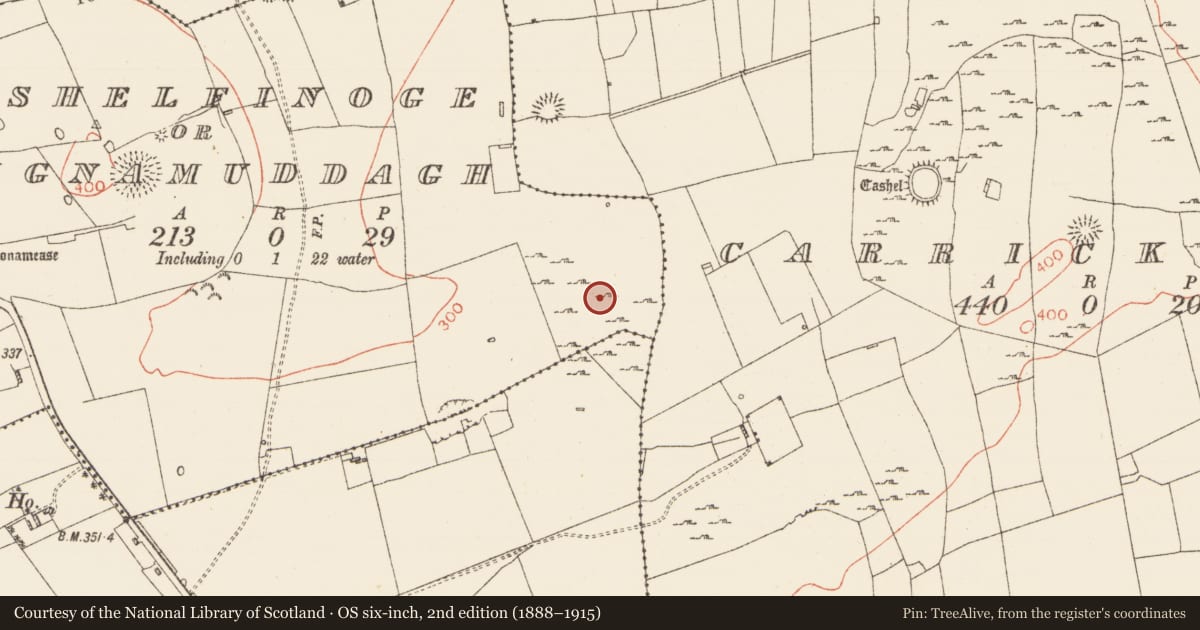 Ordnance Survey six-inch map, 2nd edition (1888–1915) covering the location of Field system, Ballytrasna, Cashelfinoge Or Lugnamuddagh, County Roscommon, with a pin at the register's coordinates