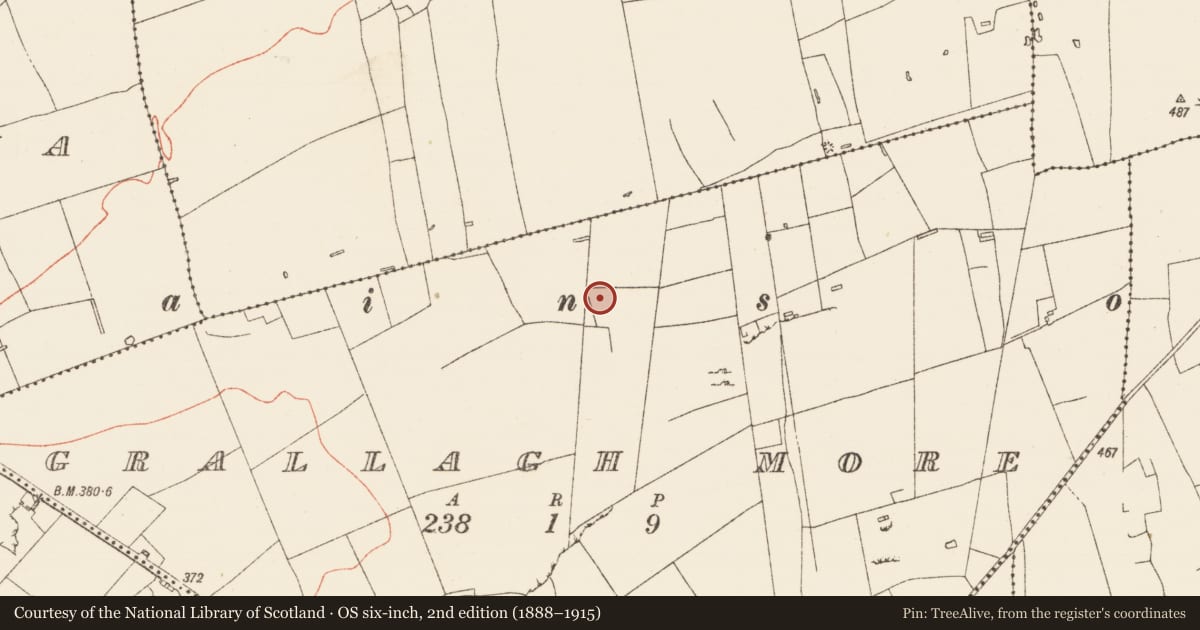 Ordnance Survey six-inch map, 2nd edition (1888–1915) covering the location of Ring-ditch, Grallagh More, County Roscommon, with a pin at the register's coordinates