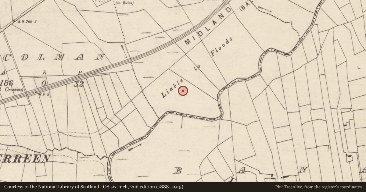Ordnance Survey six-inch map, 2nd edition (1888–1915) covering the location of Ringfort - rath, Magheraboy, County Roscommon, with a pin at the register's coordinates
