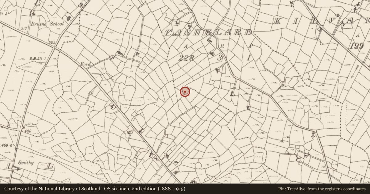 Ordnance Survey six-inch map, 2nd edition (1888–1915) covering the location of Ringfort - cashel, Barnaboy (, Cashelard, County Roscommon, with a pin at the register's coordinates