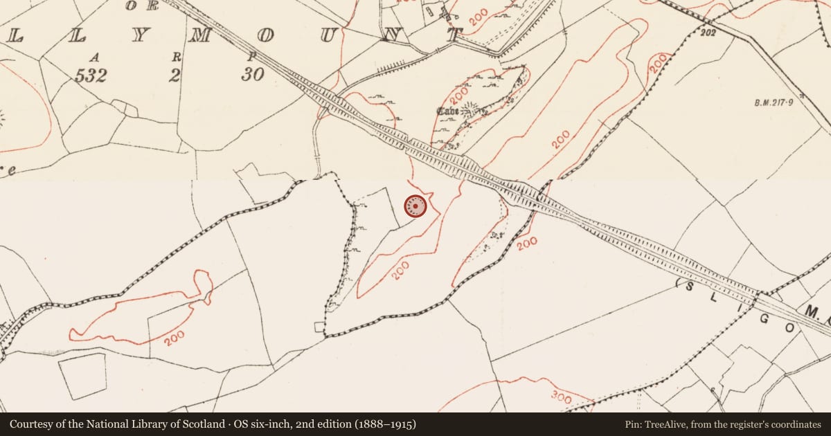 Ordnance Survey six-inch map, 2nd edition (1888–1915) covering the location of Ringfort - cashel, Knockaculleen Or Hollymount, County Roscommon, with a pin at the register's coordinates