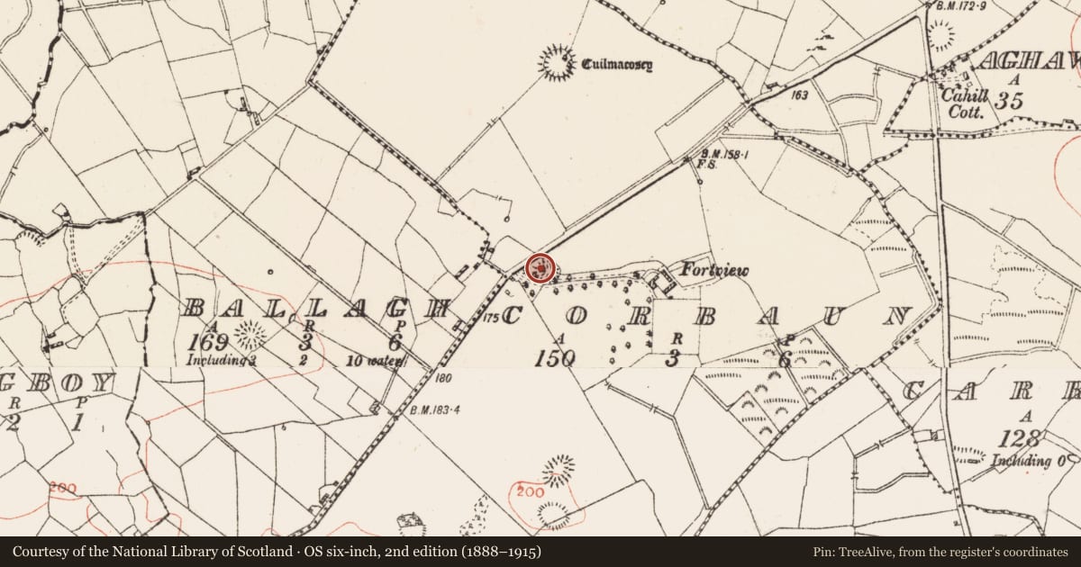 Ordnance Survey six-inch map, 2nd edition (1888–1915) covering the location of Ringfort - rath, Corbaun, County Roscommon, with a pin at the register's coordinates