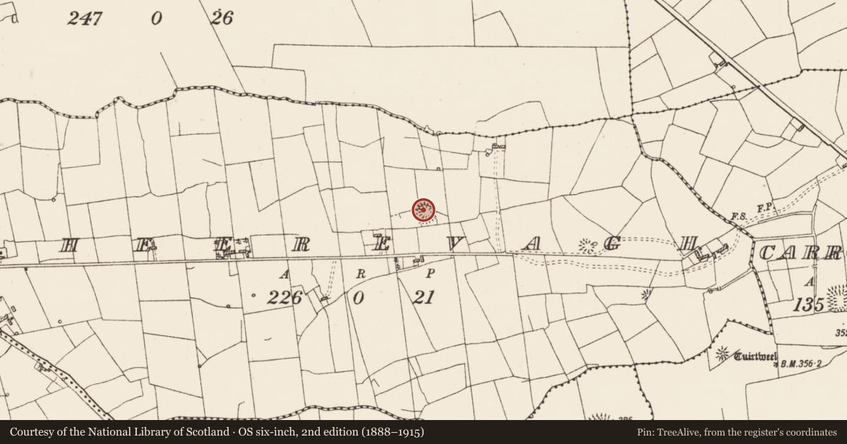 Ordnance Survey six-inch map, 2nd edition (1888–1915) covering the location of Ringfort - rath, Sheerevagh, County Roscommon, with a pin at the register's coordinates