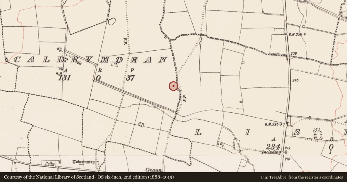 Ordnance Survey six-inch map, 2nd edition (1888–1915) covering the location of Moated site, Caldrymoran, Lisboy, County Roscommon, with a pin at the register's coordinates