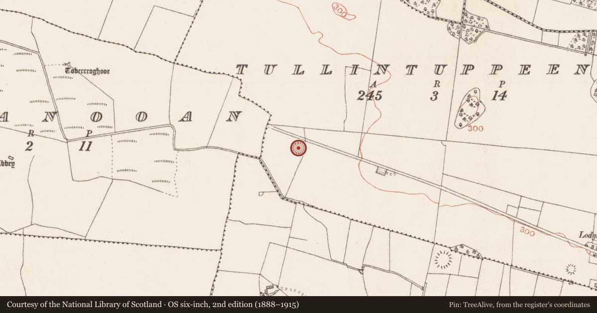 Ordnance Survey six-inch map, 2nd edition (1888–1915) covering the location of Ringfort - rath, Tullintuppeen, County Roscommon, with a pin at the register's coordinates