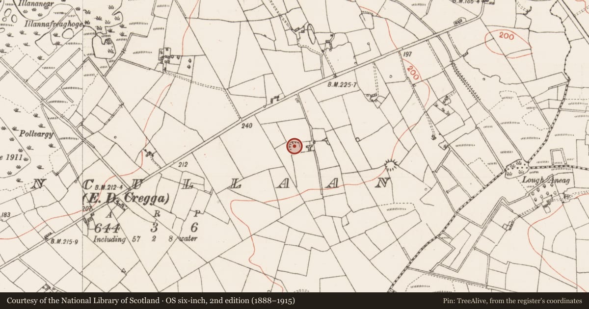 Ordnance Survey six-inch map, 2nd edition (1888–1915) covering the location of Ringfort - rath, Clooncullaan, County Roscommon, with a pin at the register's coordinates