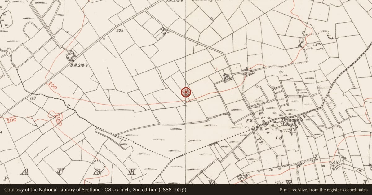 Ordnance Survey six-inch map, 2nd edition (1888–1915) covering the location of Ringfort - rath, Clooncullaan, County Roscommon, with a pin at the register's coordinates