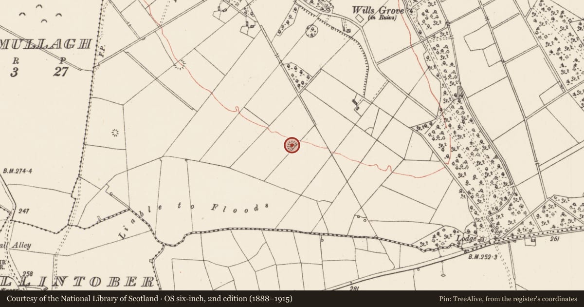 Ordnance Survey six-inch map, 2nd edition (1888–1915) covering the location of Barrow - ditch barrow, Willsgrove, County Roscommon, with a pin at the register's coordinates