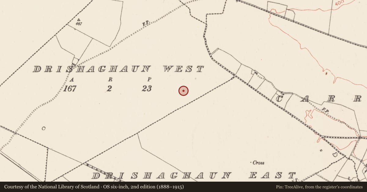 Ordnance Survey six-inch map, 2nd edition (1888–1915) covering the location of Field system, Drishaghaun West, County Roscommon, with a pin at the register's coordinates