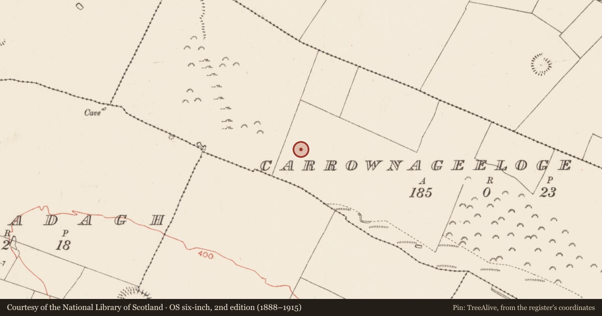Ordnance Survey six-inch map, 2nd edition (1888–1915) covering the location of Field system, Carrownageeloge, County Roscommon, with a pin at the register's coordinates