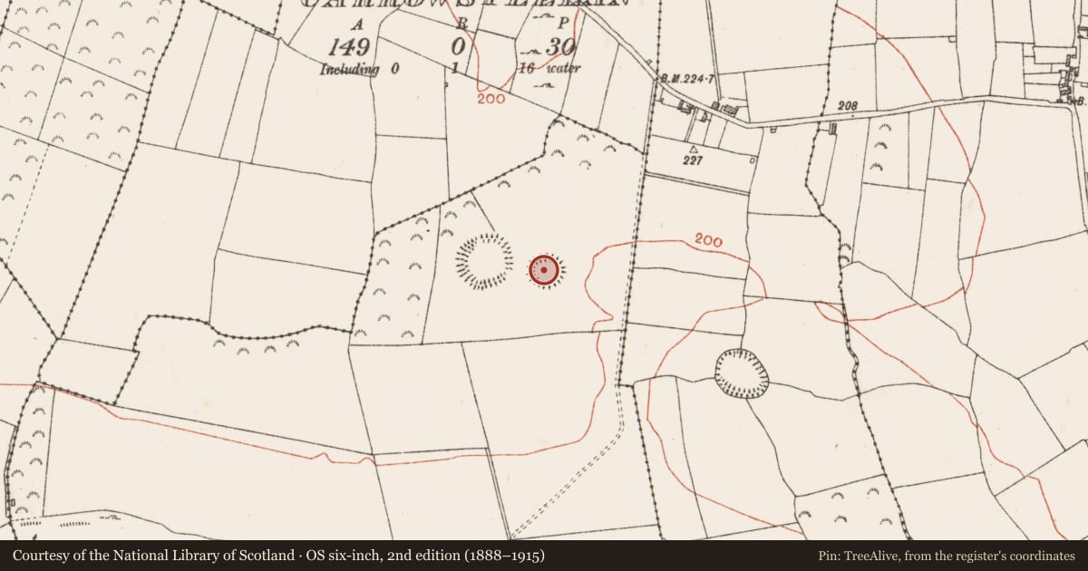 Ordnance Survey six-inch map, 2nd edition (1888–1915) covering the location of Ringfort - rath, Ballinturly, County Roscommon, with a pin at the register's coordinates