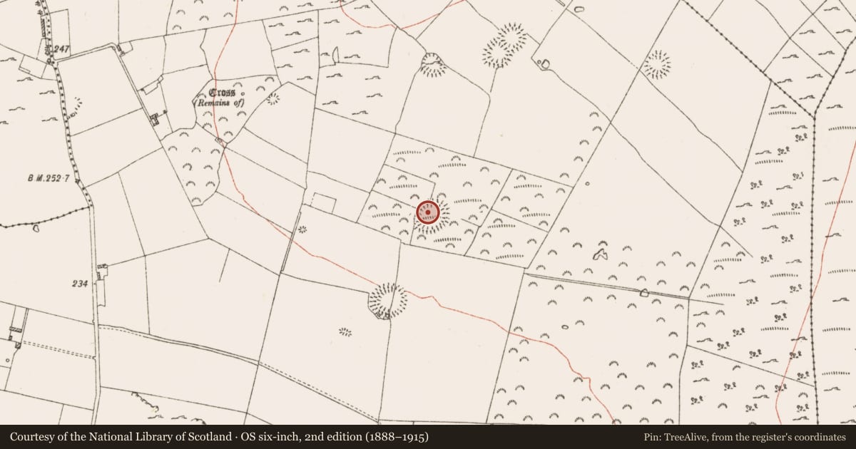Ordnance Survey six-inch map, 2nd edition (1888–1915) covering the location of Ringfort - rath, Knockadangan, County Roscommon, with a pin at the register's coordinates