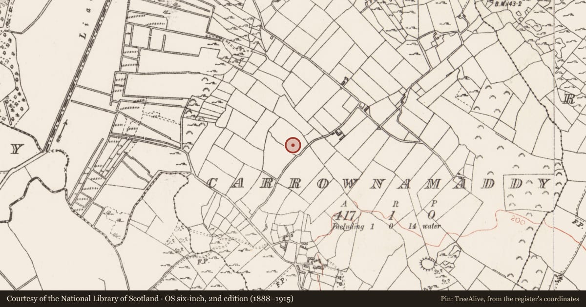 Ordnance Survey six-inch map, 2nd edition (1888–1915) covering the location of Ringfort - cashel, Carrownamaddy, County Roscommon, with a pin at the register's coordinates