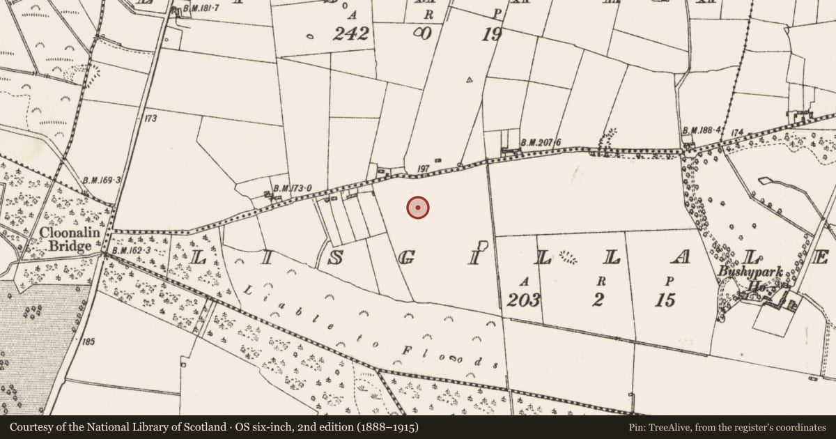 Ordnance Survey six-inch map, 2nd edition (1888–1915) covering the location of Ringfort - rath, Lisgillalea, County Roscommon, with a pin at the register's coordinates