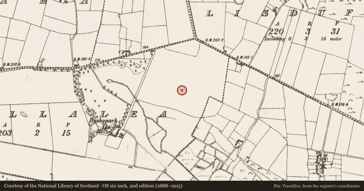Ordnance Survey six-inch map, 2nd edition (1888–1915) covering the location of Ringfort - rath, Lisgillalea, County Roscommon, with a pin at the register's coordinates