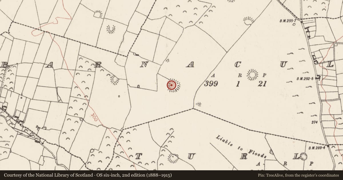 Ordnance Survey six-inch map, 2nd edition (1888–1915) covering the location of Ringfort - rath, Barnacullen, County Roscommon, with a pin at the register's coordinates