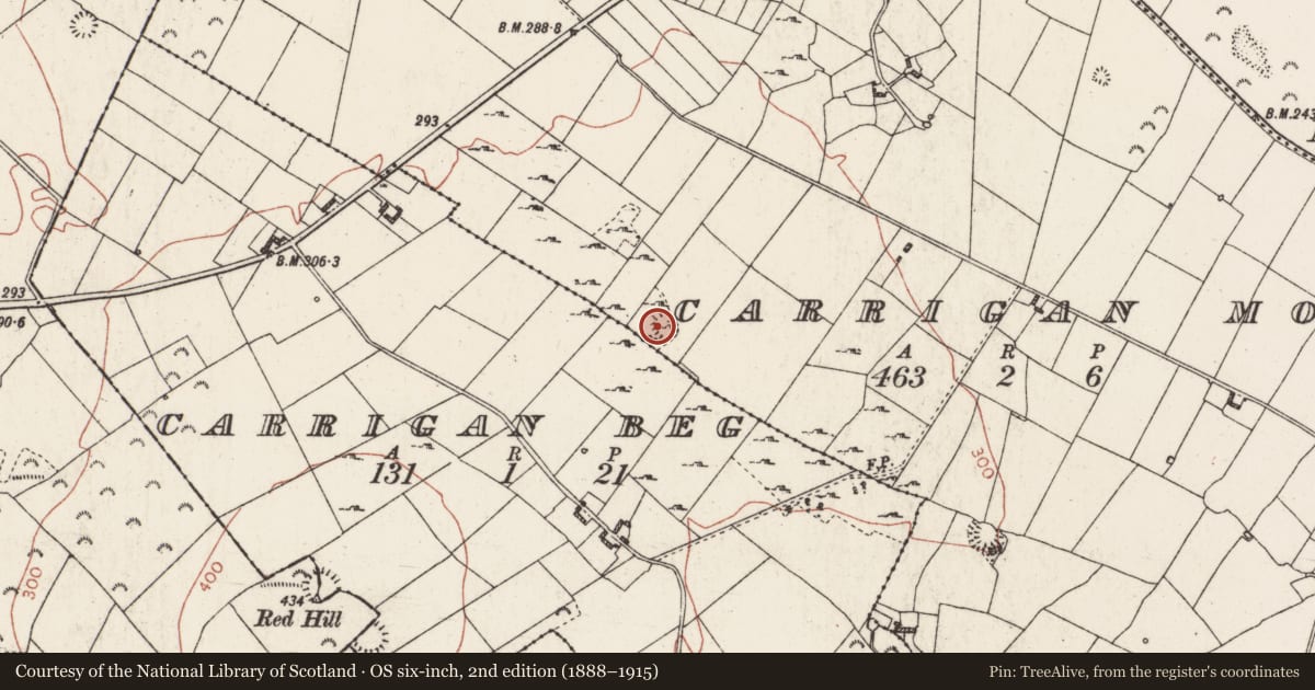 Ordnance Survey six-inch map, 2nd edition (1888–1915) covering the location of Ringfort - cashel, Carrigan More, County Roscommon, with a pin at the register's coordinates