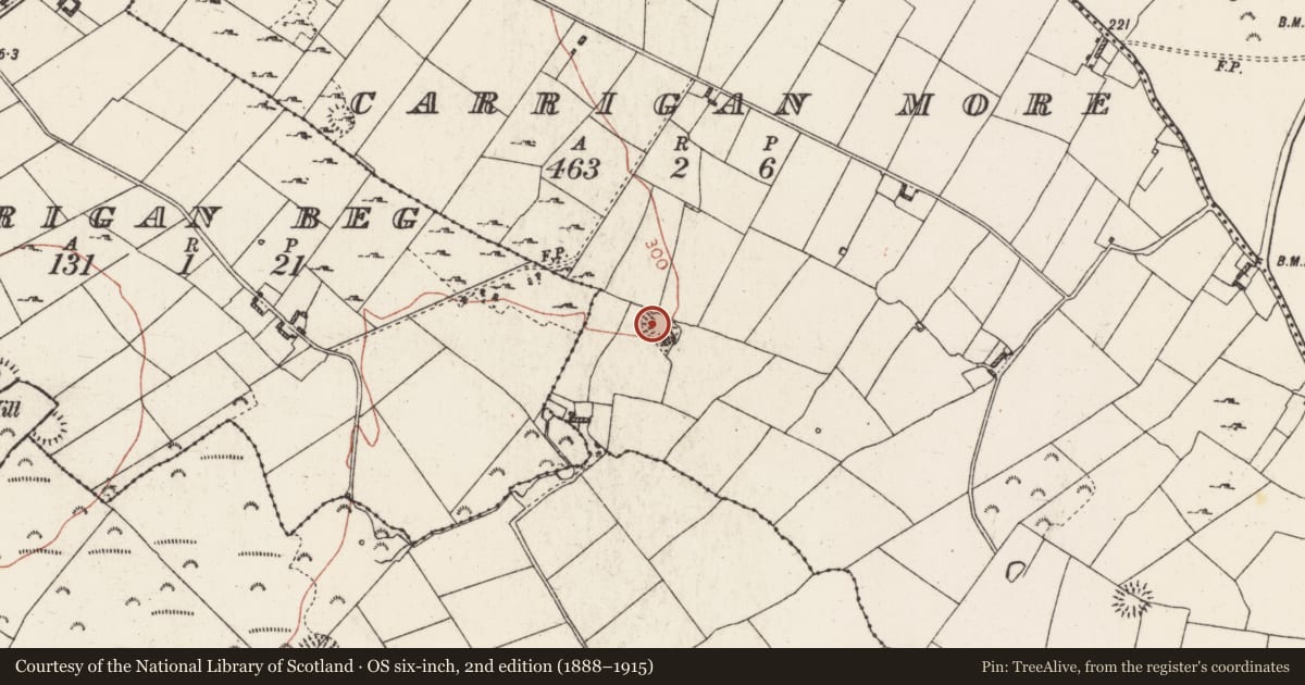 Ordnance Survey six-inch map, 2nd edition (1888–1915) covering the location of Ringfort - rath, Carrigan More, County Roscommon, with a pin at the register's coordinates