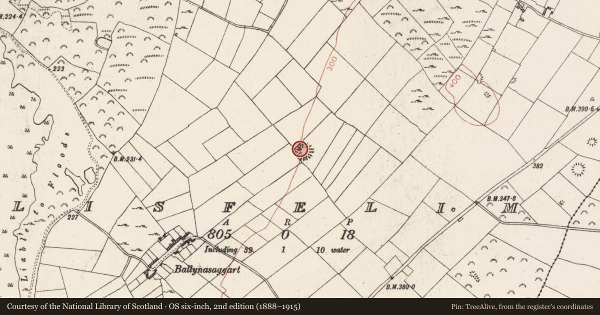 Ordnance Survey six-inch map, 2nd edition (1888–1915) covering the location of Ringfort - rath, Lisfelim, County Roscommon, with a pin at the register's coordinates