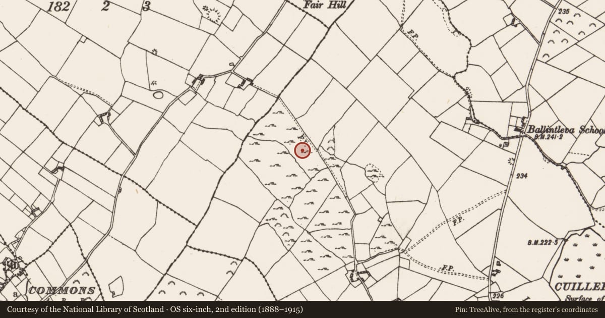 Ordnance Survey six-inch map, 2nd edition (1888–1915) covering the location of Field system, Cuilleenirwan, County Roscommon, with a pin at the register's coordinates