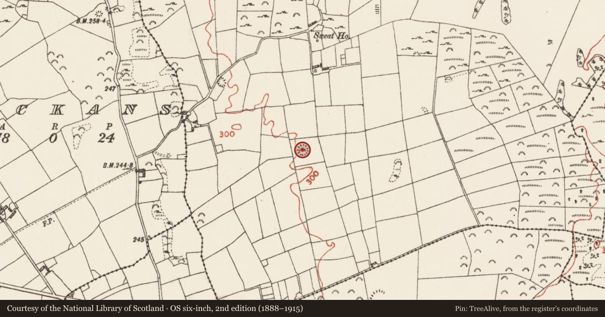 Ordnance Survey six-inch map, 2nd edition (1888–1915) covering the location of Ringfort - cashel, Ardmullan, County Roscommon, with a pin at the register's coordinates