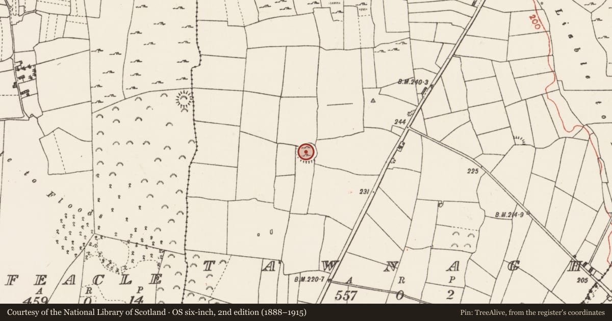 Ordnance Survey six-inch map, 2nd edition (1888–1915) covering the location of Ringfort - cashel, Tawnagh, County Roscommon, with a pin at the register's coordinates