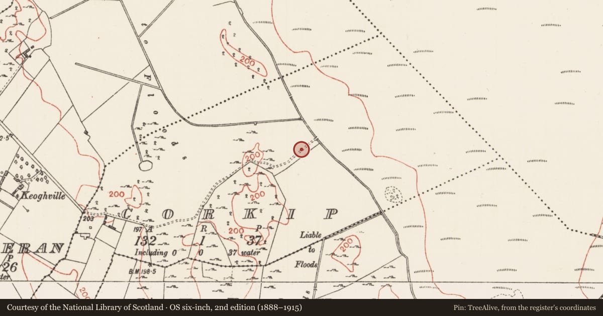 Ordnance Survey six-inch map, 2nd edition (1888–1915) covering the location of Causeway, Corkip, County Roscommon, with a pin at the register's coordinates