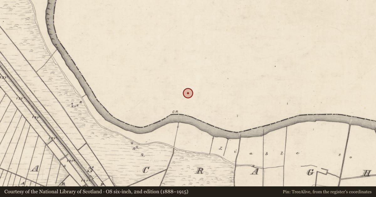 Ordnance Survey six-inch map, 2nd edition (1888–1915) covering the location of Structure - peatland, Culliaghmore, County Roscommon, with a pin at the register's coordinates
