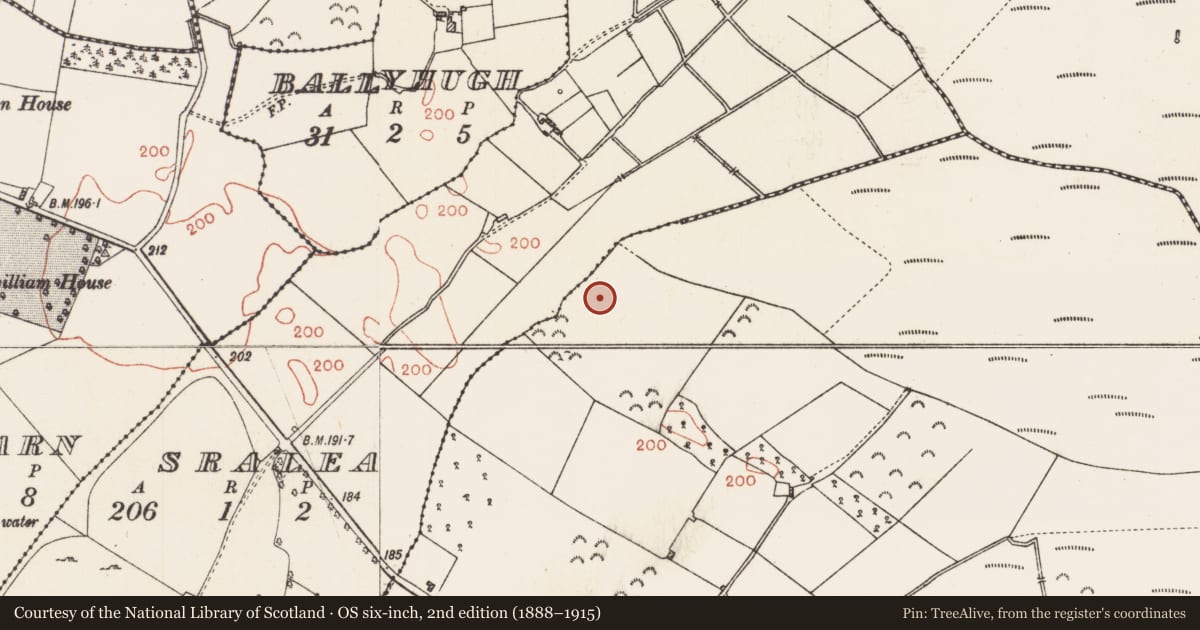 Ordnance Survey six-inch map, 2nd edition (1888–1915) covering the location of Fulacht fia, Culliaghmore, County Roscommon, with a pin at the register's coordinates